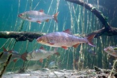 На Кубани в период нереста запрещен любительский вылов рыбы
