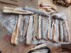 В Калмыкии полицейские изъяли более полутонны незаконно добытой рыбы осетровых пород