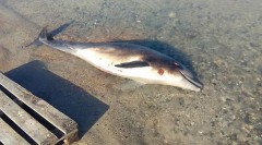 Асфиксия и рыболовные сети: Росприроднадзор назвал причины гибели дельфинов в Черном море