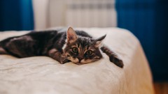 Опрос: 15% россиян страдают от повышенной чувствительности к аллергенам на кошачьей шерсти