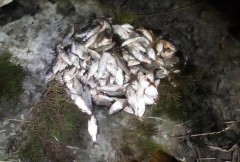 На берегу Ейского лимана задержан браконьер с уловом