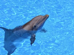 Актив ОНФ Кубани призывает освободить дельфина