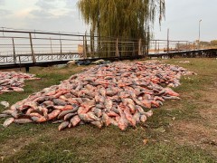Донские пограничники задержали шестерых браконьеров с уловом на 4 млн рублей