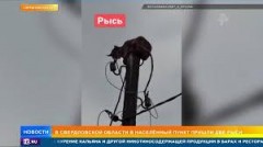Рыси начали "гнездиться" на столбах в Свердловской области
