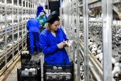 Кубань в числе регионов-лидеров по производству грибов