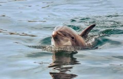 Кубанские зоозащитники разработают программу по возвращению дельфинов в дикую природу