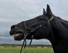 Неудачный «поцелуй»: лошадь откусила парню нос в Петербурге