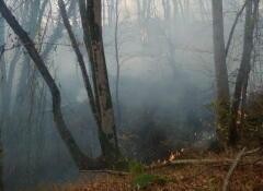 Возгорание сухой растительности на территории Кудепстинского лесничества потушено