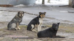 Полиция Адыгеи проверяет информации о жестоком обращении с собаками