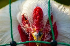 Птичий грипп диагностирован у семи сотрудников птицефабрики на юге России