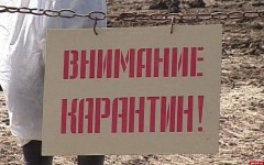 Карантин по бешенству в Орловском районе Ростовской области снят