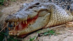В Австралии двухметровый гребнистый крокодил напал на девушку