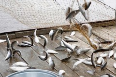 В азовских лиманах Краснодарского края до 31 мая запрещена рыбалка