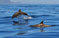 Спасти дельфинов: эксперты обсудили меры реабилитации морских животных
