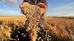 Таганрогские ученые обучили нейросети повышать урожайность зерна