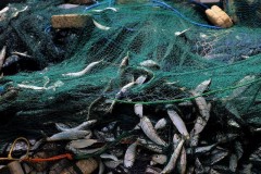 На берегу Ейского лимана задержан браконьер с сетями и рыбой на 700 тысяч рублей