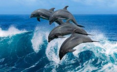 В Госдуму внесен доработанный законопроект о защите китообразных