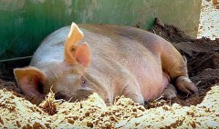 В Новосибирской области мужчина резал свинью и случайно убил себя