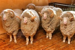 20 хозяйств КБР примут участие во всероссийской выставке племенных овец и коз