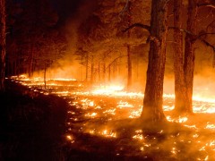В России за сутки площадь лесных пожаров увеличилась в 1,5 раза