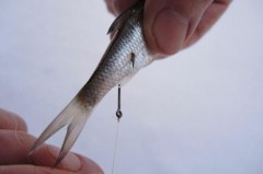 На Кубани запрещен вылов рыбы багрением