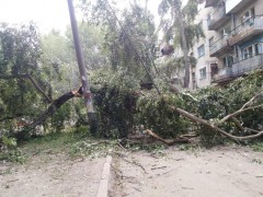 В Москве на пенсионерку рухнуло дерево