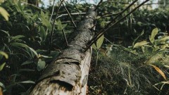 СКР: В Пятигорске на женщину рухнуло дерево