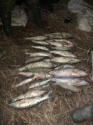 На Кубани двое браконьеров за улов на 760 тысяч рублей отправились за решетку