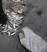 Под Таганрогом браконьер незаконно выловил рыбы на 3,5 млн рублей
