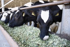 Открытие селекционно-генетического центра на Кубани позволит увеличить производство молока