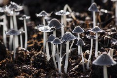 На Ставрополье несовершеннолетняя скончалась от отравления грибами