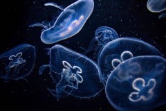 Ростовские учёные предлагают ввести в рацион блюда с медузами
