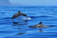 В России запретят вылов дельфинов для развлекательных целей
