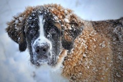 Стая собак искусала мужчину в Ленинградской области