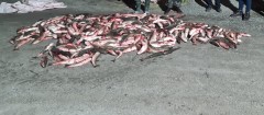Незаконный улов на 1 млн рублей с краснокнижными экземплярами рыбы и браконьеров задержали донские пограничники