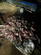 На Кубани браконьер выловил рыбы на полмиллиона рублей
