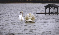 На озере в Невинномысске выпустили лебедей