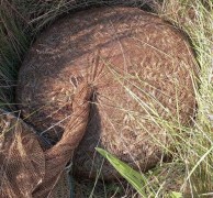 На Кубани двое браконьеров выловили креветки на 4,1 млн рублей