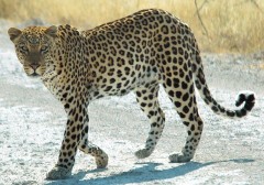 Зоолог ЮФУ рассказал, стоит ли бояться донским туристам леопардов в горах Северного Кавказа