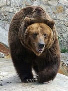 «Банды» медведей захватили свалку на Камчатке, есть пострадавший