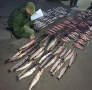 Браконьер с 300 кг рыбы на 2 млн рублей задержан донскими пограничниками
