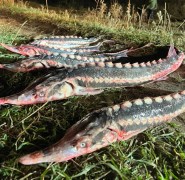 Мешки севрюги: донские пограничники поймали четверых браконьеров с уловом на 800 тысяч рублей