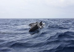 Госдума приступает к рассмотрению законопроекта о запрете вылова дельфинов