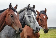В Шпаковском округе Ставрополья владелица конного клуба пойдет под суд