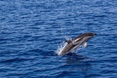Госдума запретит вылавливать дельфинов и касаток