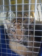 Трехмесячных тигрят и львят не дали незаконно вывезти в Казахстан астраханские таможенники