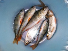 Более 3 миллионов мальков и молоди рыб выпустили в реки Дон и Кубань при реконструкции М-4 «Дон» в 2023 году