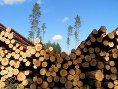 В Карачаево-Черкесской Республике пограничники пресекли незаконную вырубку леса