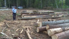 В КЧР пограничники выявили факты незаконной вырубки леса