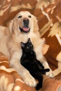 Кошки против собак: исследование показало, каких животных предпочитают россияне
